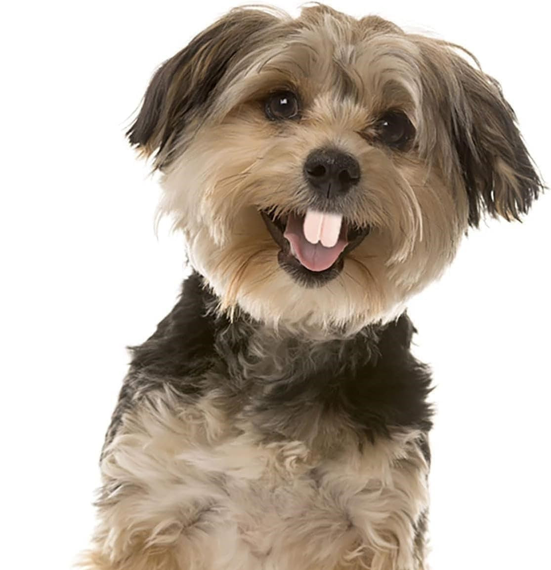 Humorous Dog Teeth Toys