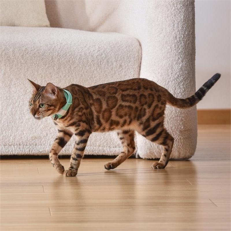 Interactive Laser Collar