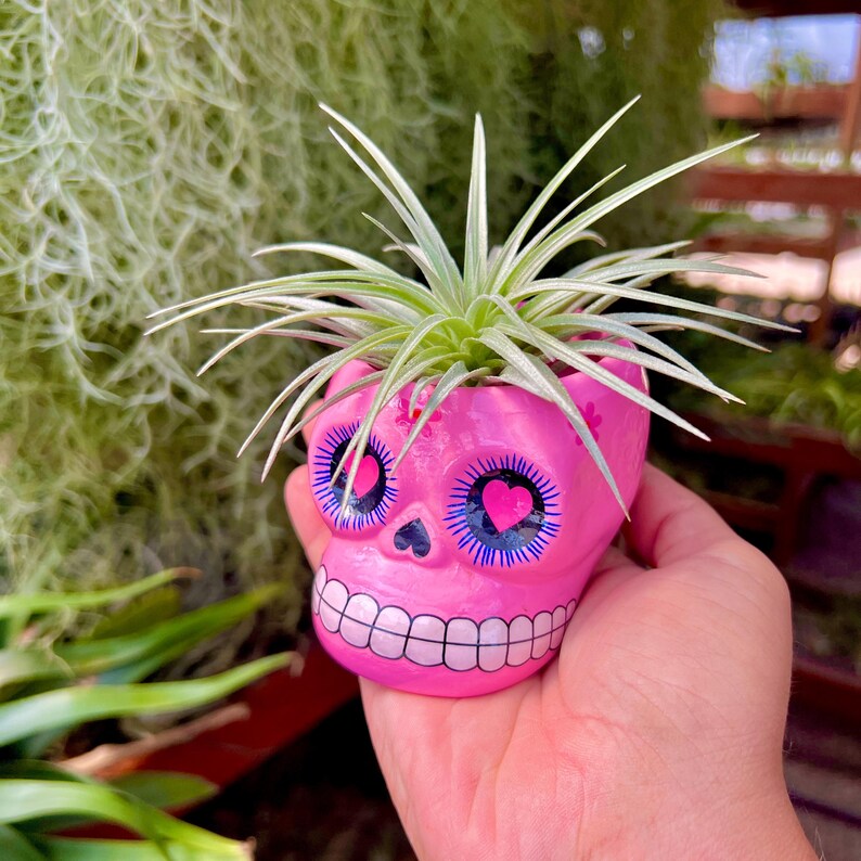 Ceramic Skull Plant Pot